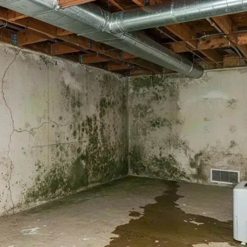 Professional Mold Removal in Peoria Heights, IL